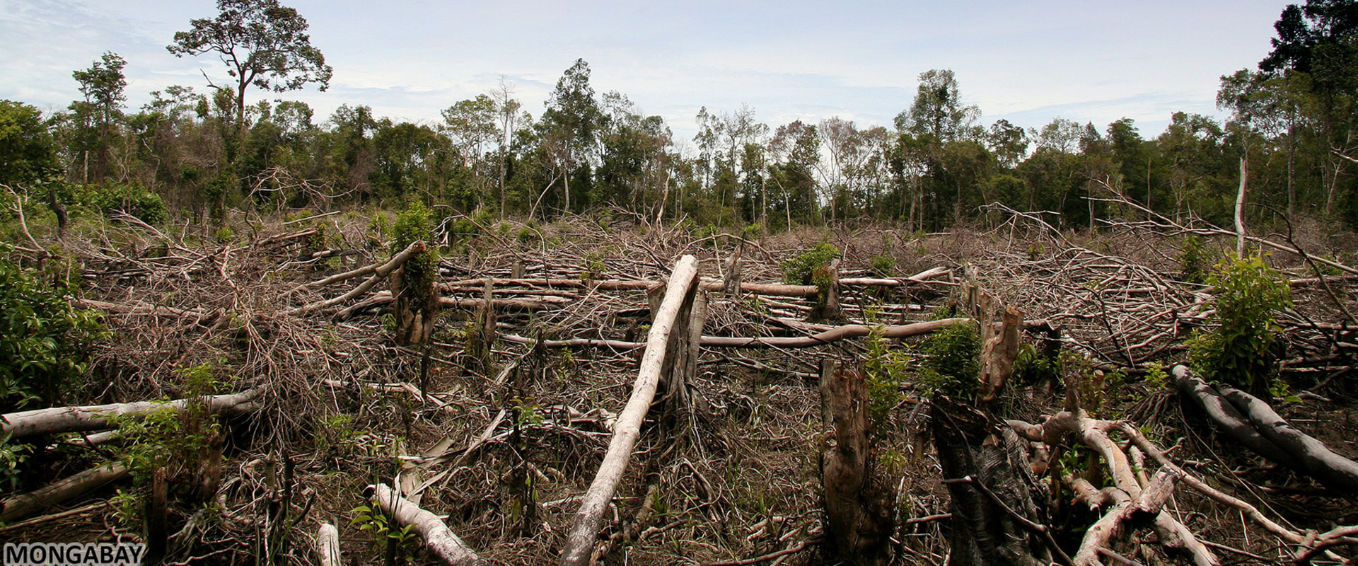 The Impact of Clearing Forests: A Comprehensive Guide