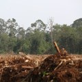 What are the Synonyms for Land Clearing?