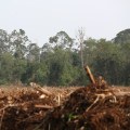 The Environmental Impacts of Land Clearing