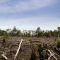 The Impact of Clearing Forests: A Comprehensive Guide