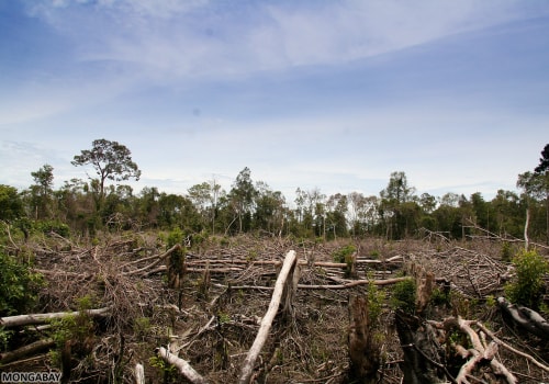 The Impact of Clearing Forests: A Comprehensive Guide